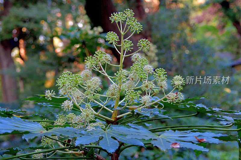 金银花/日本楤木/亮叶纸植物/大叶纸植物